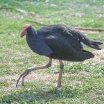 Pukeko