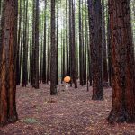 Whakarewarewa State Forest