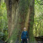 Ganz schön viel Baum: ein fetter Totara (hinten) Totara