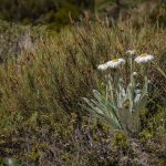 Mountain Daisy Mountain Daisy