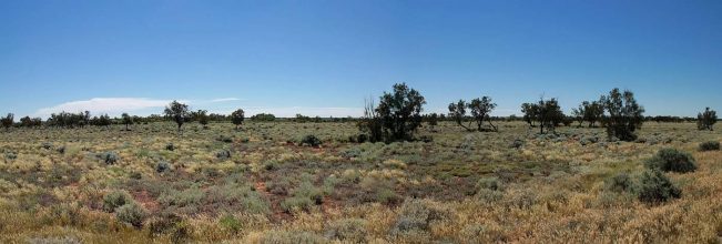 Karges Gebüsch und sonst nicht viel. Typische Outbacklandschaft im Süden Australiens. Outback