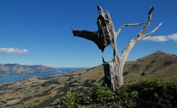 Baumskulptur am Rande unserer Wanderung auf der Banks Peninsula in der Nähe von Christchurch. Baumskulptur Banks Peninsula