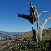 Baumskulptur Banks Peninsula