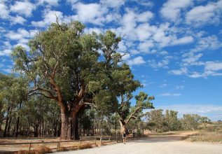 Der 'Giant Red Gum' bei Orooroo. Mehr als 500 Jahre alt und ein Stammdurchmesser von 11 Metern. Big Gum Tree
