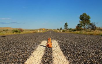 Das Thierchen im australischen Nirgendwo auf der Straße Thierchen