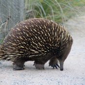 Echidna