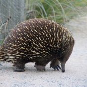 Echidna