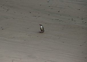 Hier watschelt ein kleiner Pinguin am Strand zurück in sein Nest. Gelbaugenpinguin