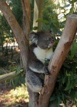 Irgendwie erinnern mich Koalas immer ein wenig an Theodor Heuss. Koala