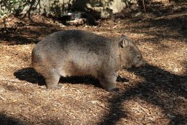 Eigentlich eine haarige Wurst, aber dennoch ein netter Kerl. Wombat