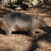 Wombat