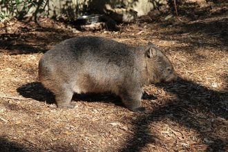 Eigentlich eine haarige Wurst, aber dennoch ein netter Kerl. Wombat