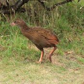 Weka