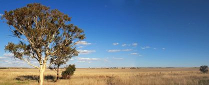 Blauer Himmel, ab und zu ein Baum, dazwischen Nichts. Das australische Outback im Süden. Outback-Szene