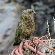 Kea