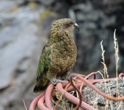 Es gibt sie doch: Ein Kea am Homer-Tunnel bei der Anfahrt zum Milford Sound. Kea