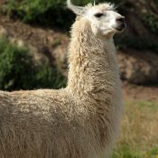 Lama