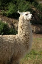Kein Schäfchen mit langem Hals, sondern ein Lama (irgendwo zwischen West- und Ostküste). Lama