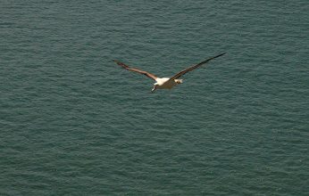 Die Spannweite dieser Königsalbatrosse beträgt rund 3 Meter. Königsalbatross