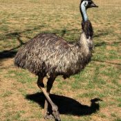 Emu