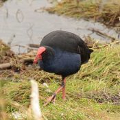 Pukeko