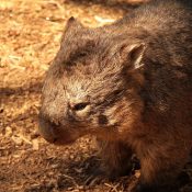 Wombat