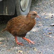 Weka