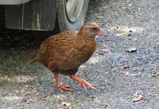 Unser erster Weka. Dieser Weka kam uns am Parkplatz am Milford Sound entgegen. Weka