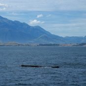 Pottwal Kaikoura