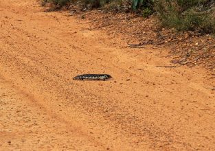 Ein Shingleback-Sking (dt. Tannenzapfenechse) überquert die Straße. Echse Grampians