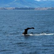 Pottwal Kaikoura