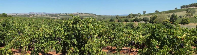 Im Barossa Valley dreht sich wirklich alles um Wein. Barossa Valley