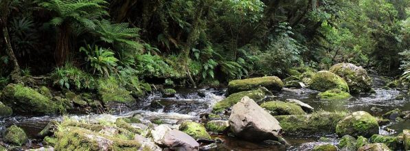 Blick in den Regenwald auf dem Weg zu den McLean-Falls in den Catlins. Regenwald Catlins