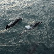 Dusky Dolphins