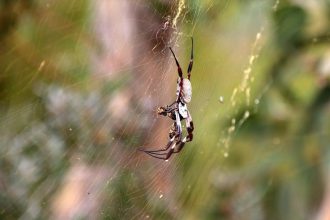 Fast wären wir in dieses Spinnennetz gerannt. Die Spinne ist fast handtellergroß! Spinne