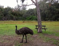 Morgendlicher Besuch auf dem Campingplatz in Halls Gap. Emu