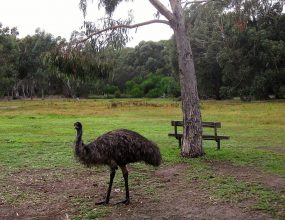 Morgendlicher Besuch auf dem Campingplatz in Halls Gap. Emu