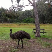 Emu