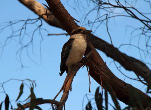 Ein Kookaburra. Sein Lachen ist fast jeden Abend irgendwo zu hören. Kookaburra