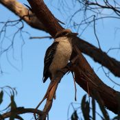 Kookaburra