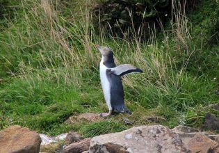 Gelbaugenpinguin an der Curio Bay am Südzipfel Neuseelands. Gelbaugenpinguin