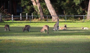 Faule Kängurusippe auf dem Sportplatz in Halls Gap. Känguruhs