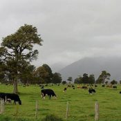 Lake Matheson