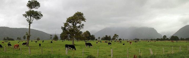 Wären die Wolken nicht, würde man nicht nur grasende Kühe, sondern hinten die Gletscher und die Südalpen sehen. Lake Matheson
