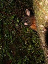 Eine nächtliche Begegnung mit einem Possum am Campingplatz. Possum