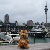 Das Beutelthierchen vor der Skyline Aucklands