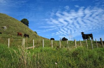Blauer Himmel, grünes Gras. Glückliche Kühe Neuseelands. Neuseeländische Kühe