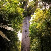 Tane Mahuta