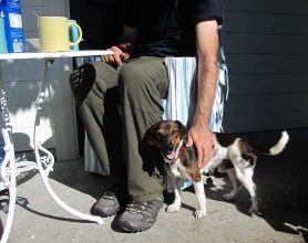 Störenfried bei unserem Frühstück in Olivias Cottage Kleiner Hund