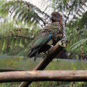 Kea